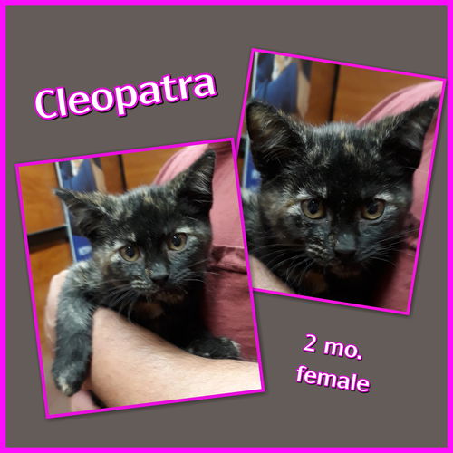 Cleopatra