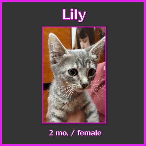 Lily