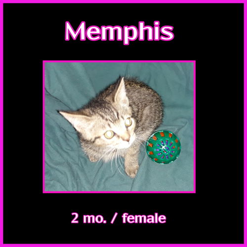 Memphis