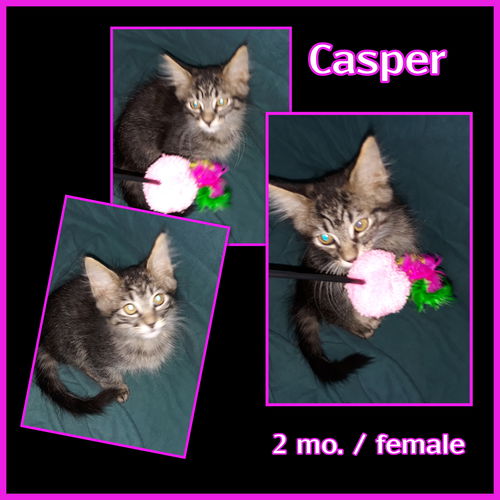 Casper