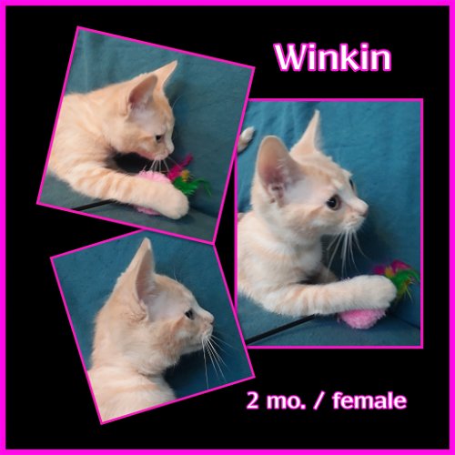 Winkin