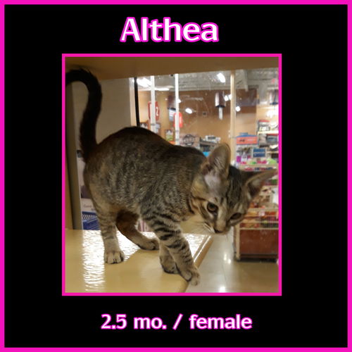 Althea