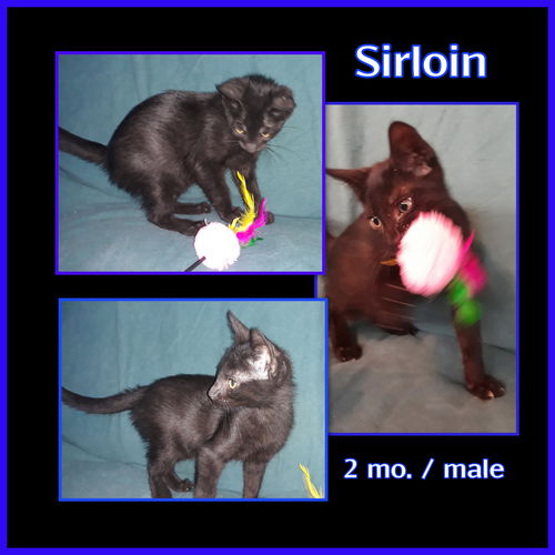Sirloin