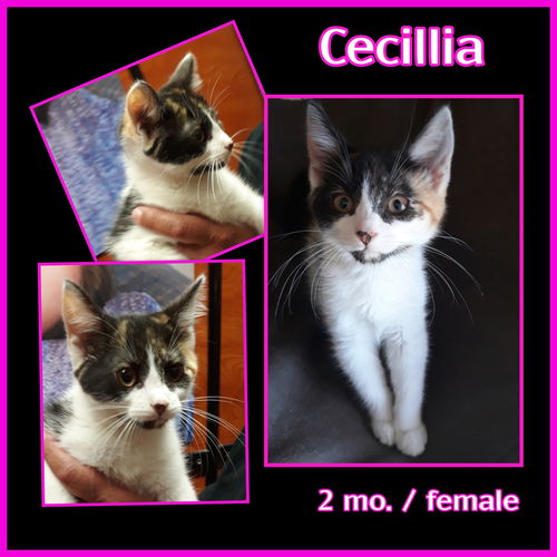 Cecillia