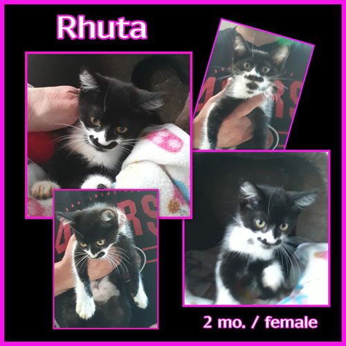 Rhuta