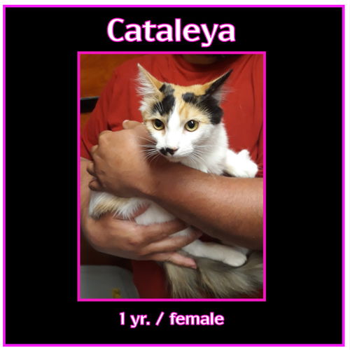 Cataleya