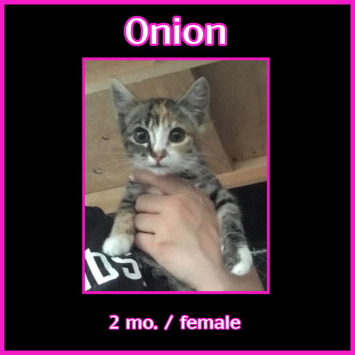 Onion