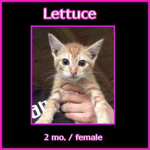 Lettuce