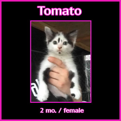 Tomato