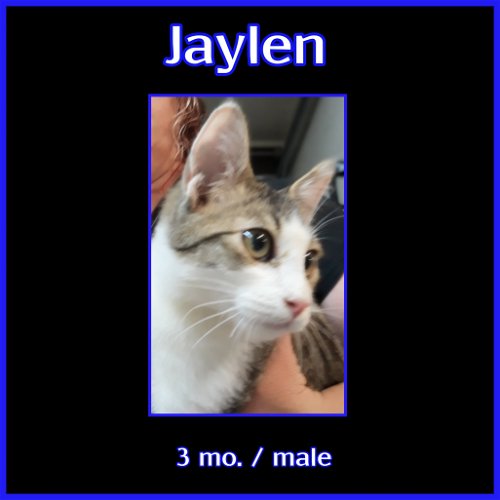 Jaylen