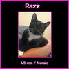 Razz