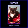 Rayon