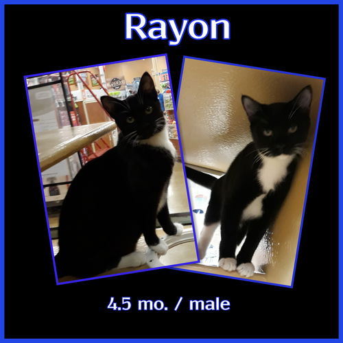 Rayon