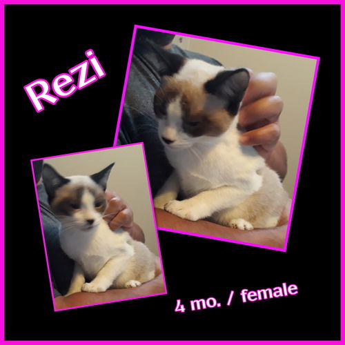 Rezi