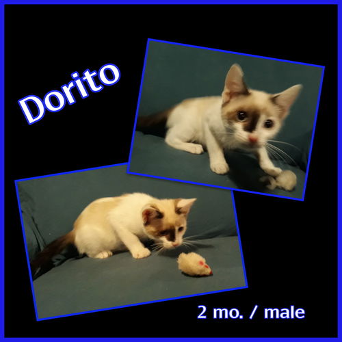 Dorito