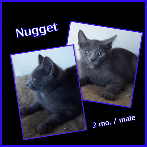 Nugget