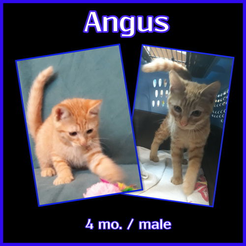 Angus