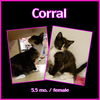 Corral