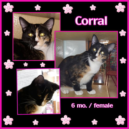 Corral