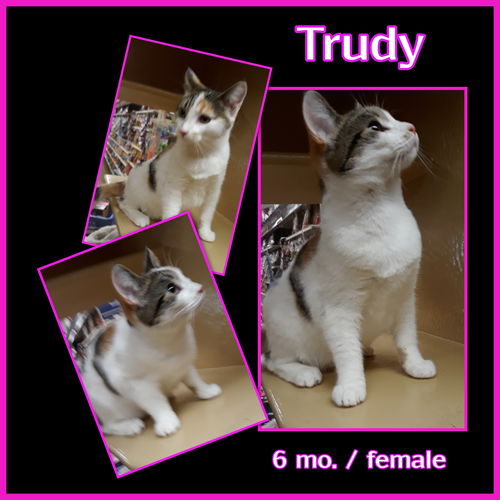 Trudy