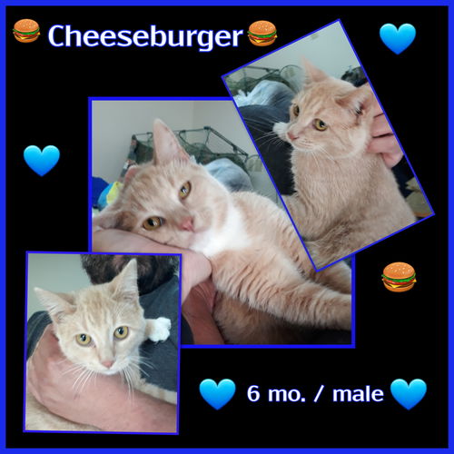 Cheeseburger