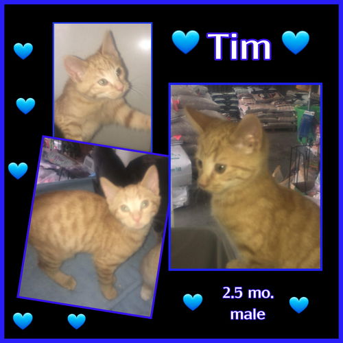 Tim