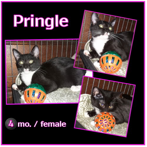 Pringle