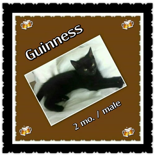 Guinness