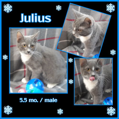 Julius