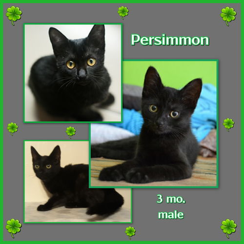 Persimmon