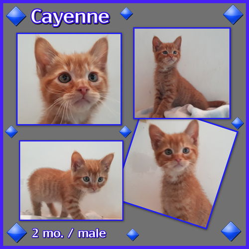 Cayenne