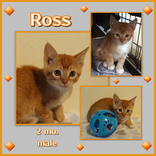 Ross