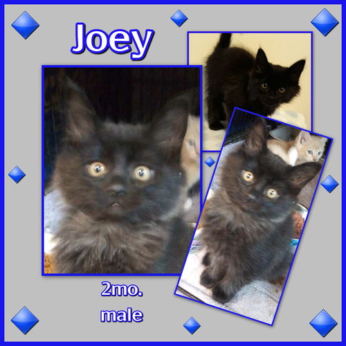 Joey