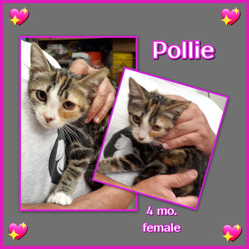 Pollie