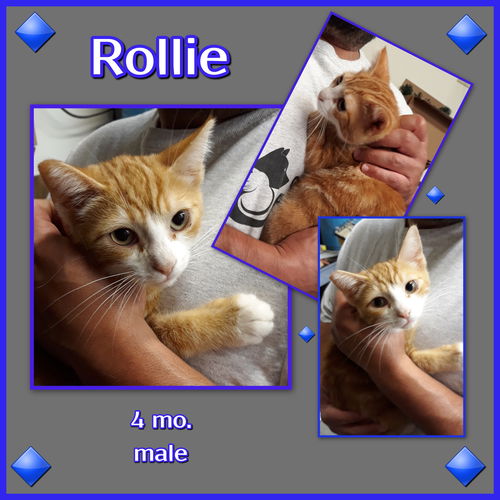 Rollie