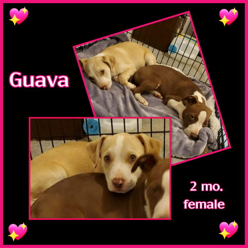 Guava