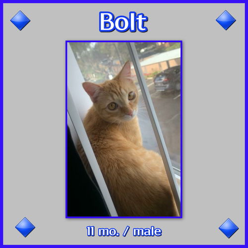 Bolt