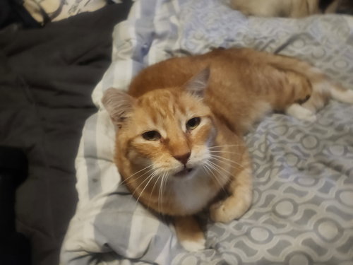 Big Boy