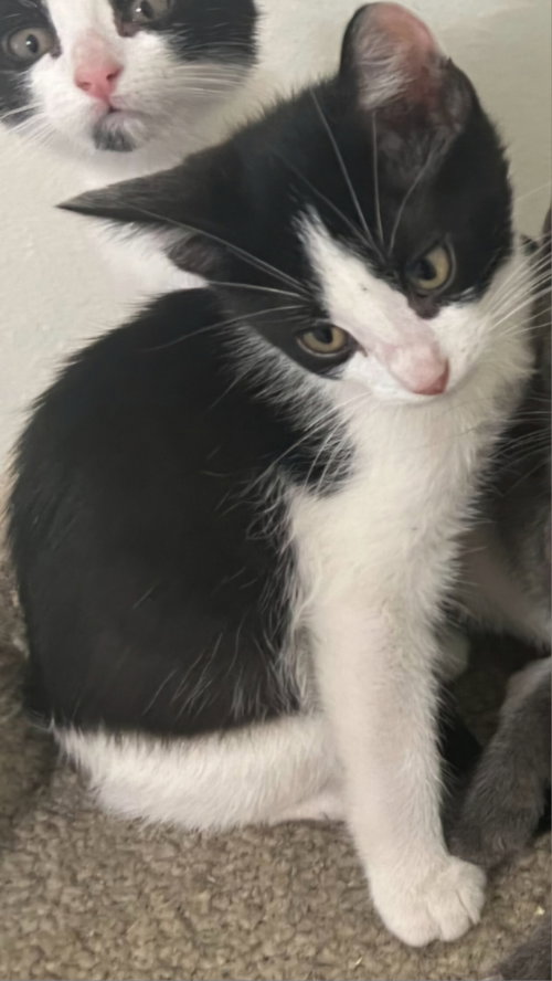 Pip