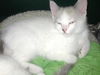 Prince