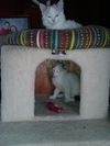 Prince