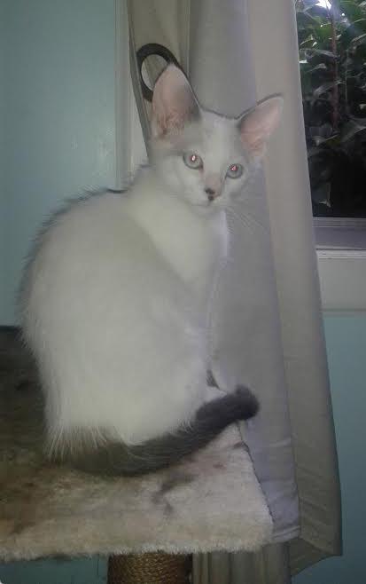 Prince