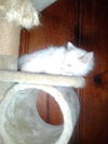 Princess