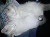 Princess
