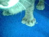 Thumbs - Polydactyl