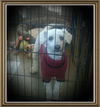 Rocko