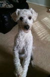 Rocko