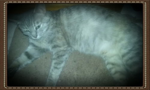 Buttercup