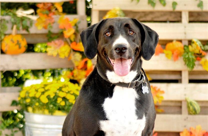 adoptable Dog in Tavares, FL named LEO