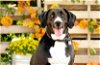 adoptable Dog in tavares, FL named LEO